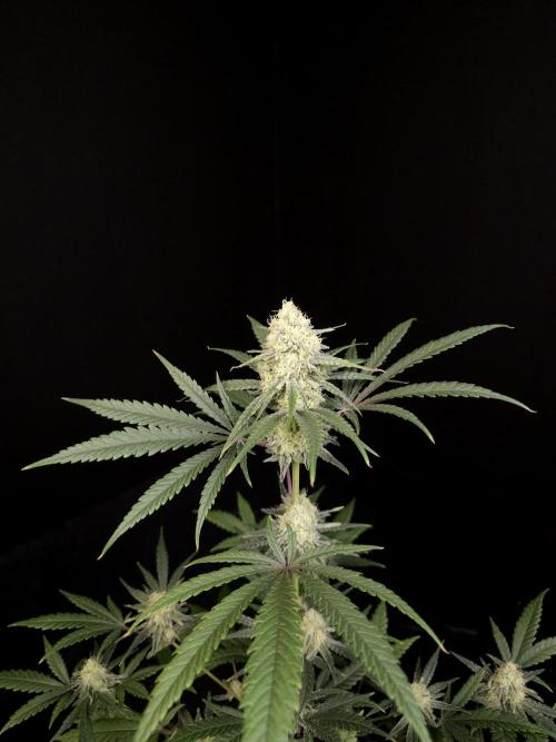 Sweet & Sour 2. Week 4