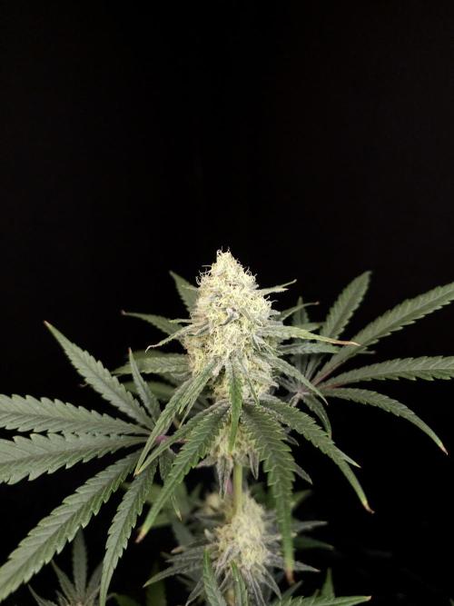 Sweet & Sour 2. Week 4