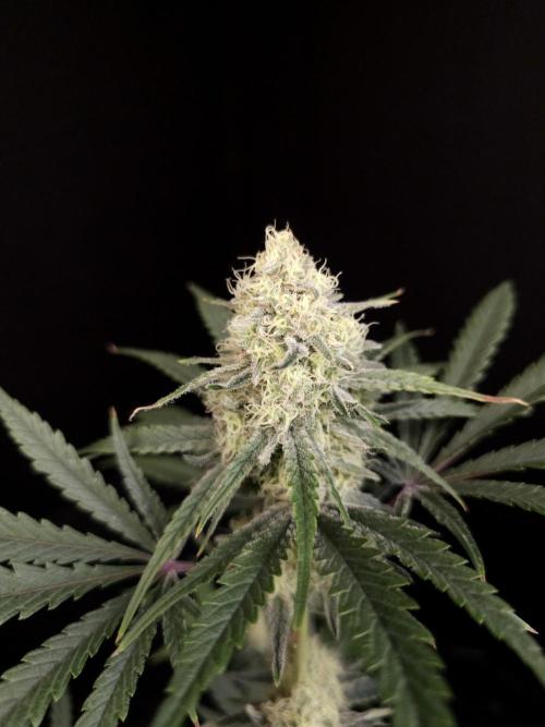 Sweet & Sour 2. Week 4