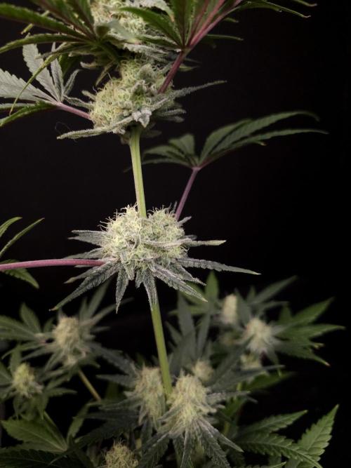 Sweet & Sour 2. Week 4