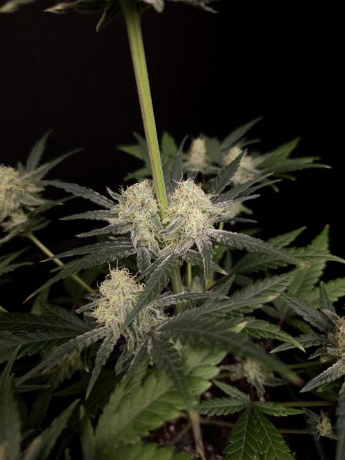 Sweet & Sour 2. Week 4
