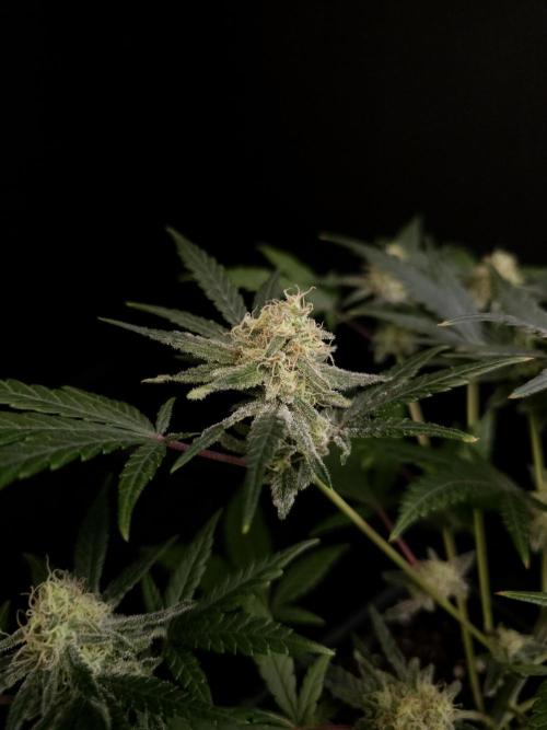 Sweet & Sour 2. Week 4