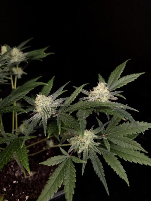 Sweet & Sour 2. Week 4
