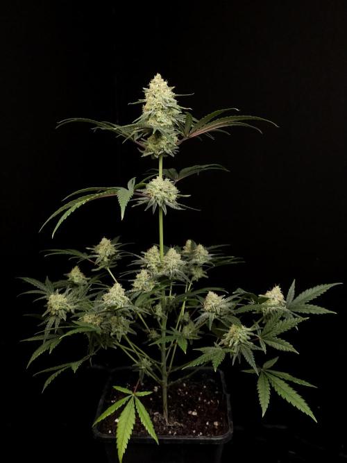 Sweet & Sour 2. Week 5
