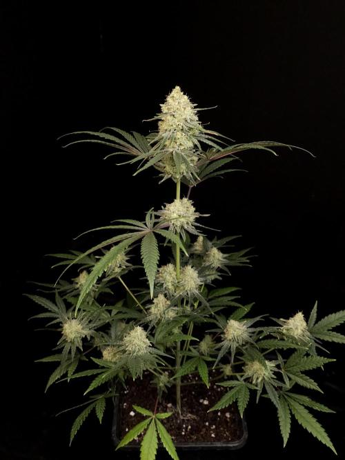 Sweet & Sour 2. Week 5