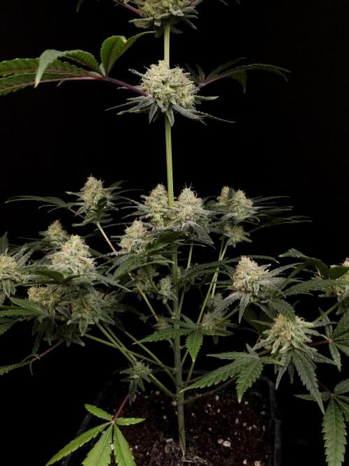 Sweet & Sour 2. Week 5