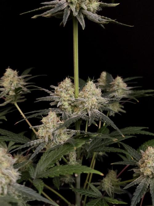 Sweet & Sour 2. Week 5
