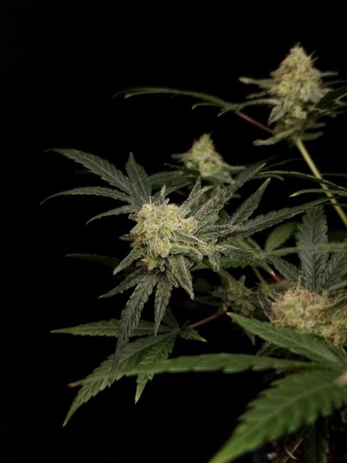 Sweet & Sour 2. Week 5