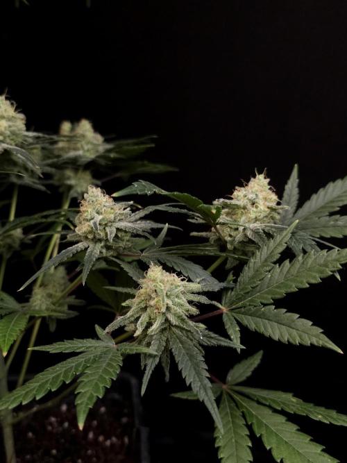 Sweet & Sour 2. Week 5