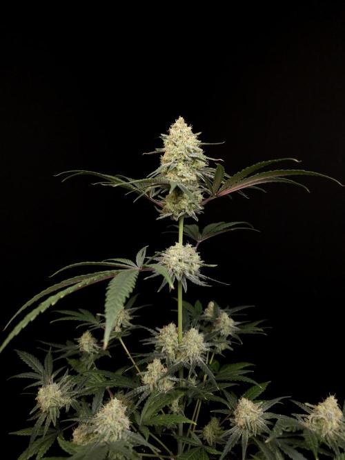 Sweet & Sour 2. Week 5