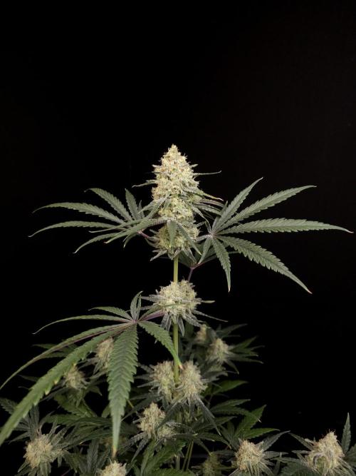 Sweet & Sour 2. Week 5