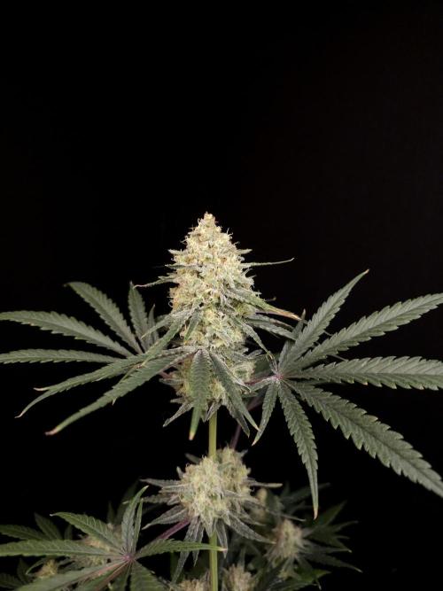 Sweet & Sour 2. Week 5