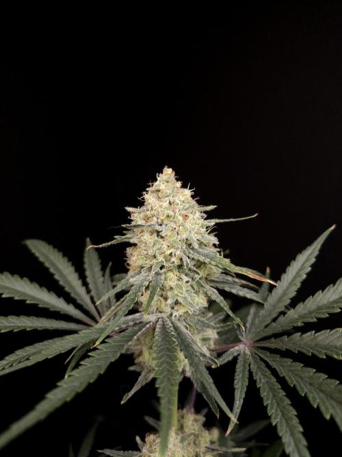 Sweet & Sour 2. Week 5