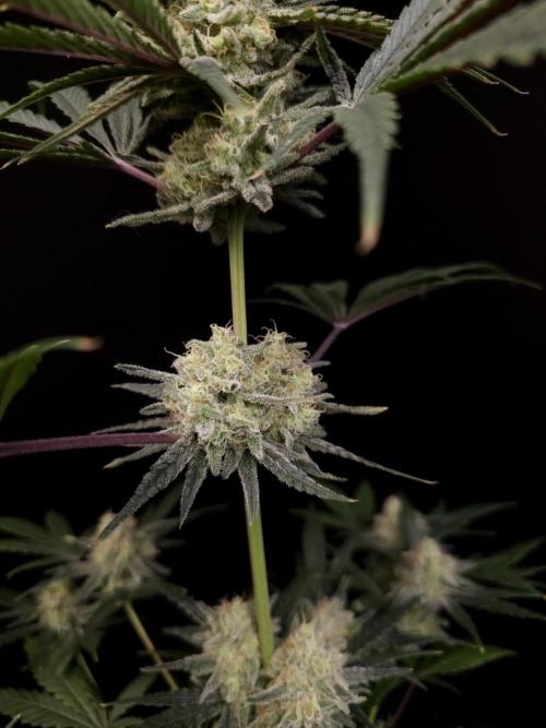 Sweet & Sour 2. Week 5