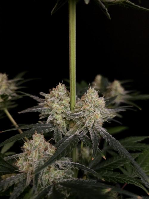 Sweet & Sour 2. Week 5