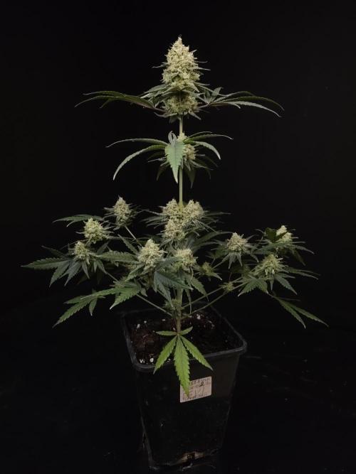 Sweet & Sour 2. Week 6