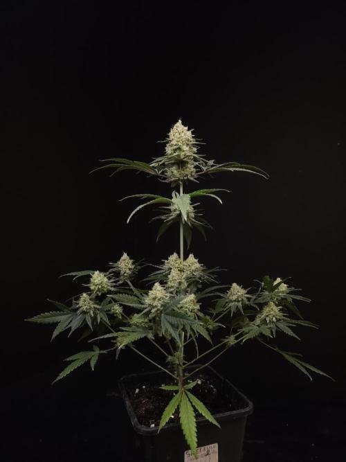 Sweet & Sour 2. Week 6