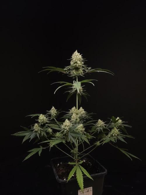 Sweet & Sour 2. Week 6