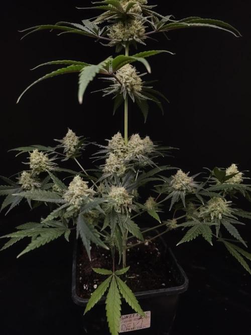 Sweet & Sour 2. Week 6