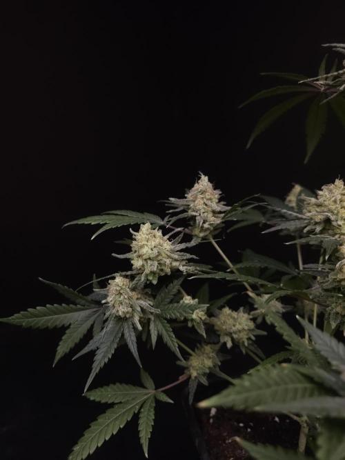 Sweet & Sour 2. Week 6