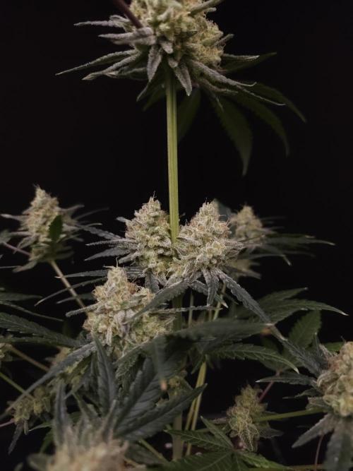 Sweet & Sour 2. Week 6