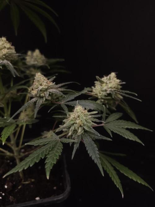 Sweet & Sour 2. Week 6