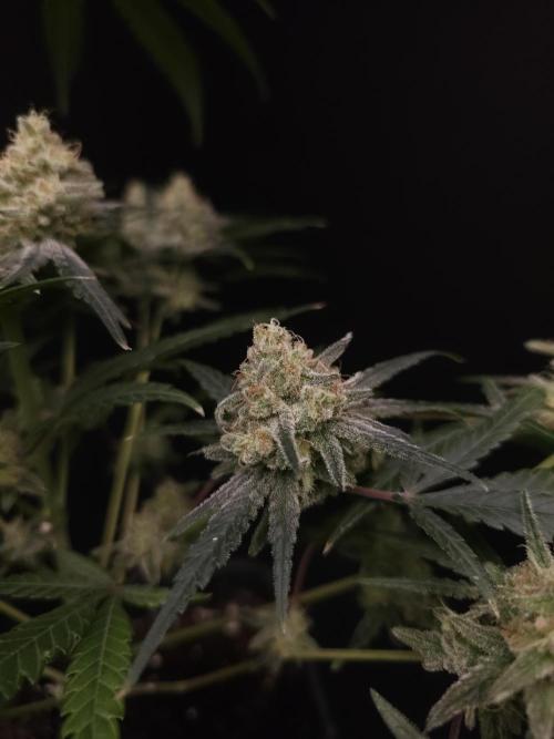 Sweet & Sour 2. Week 6