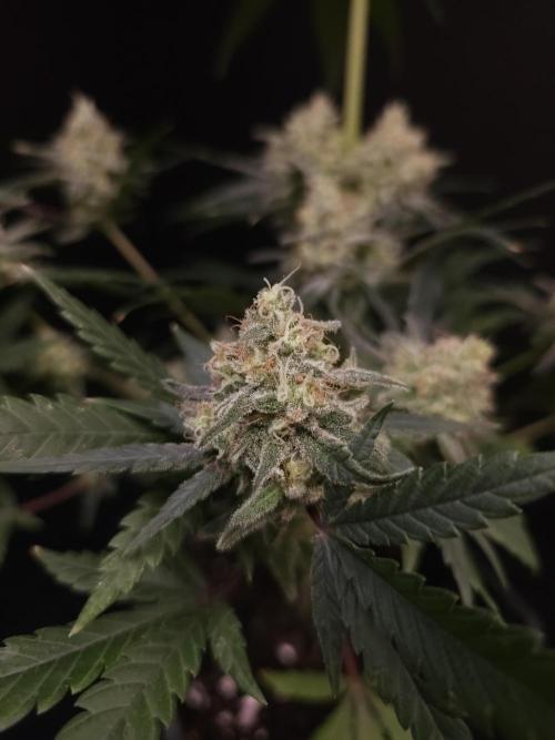 Sweet & Sour 2. Week 6