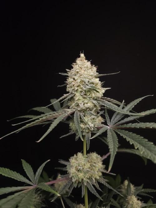 Sweet & Sour 2. Week 6