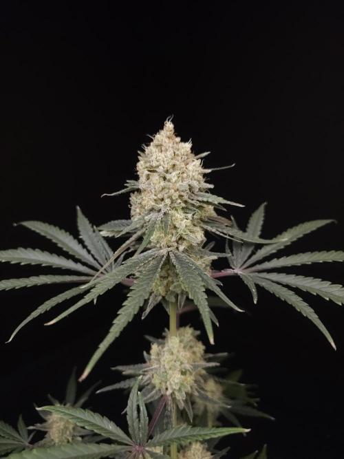 Sweet & Sour 2. Week 6
