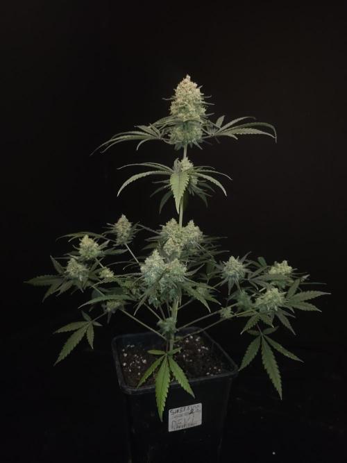 Sweet & Sour 2. Week 7