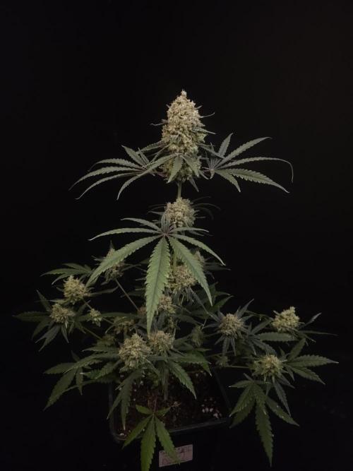 Sweet & Sour 2. Week 7