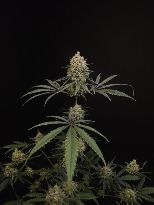Sweet & Sour 2. Week 7