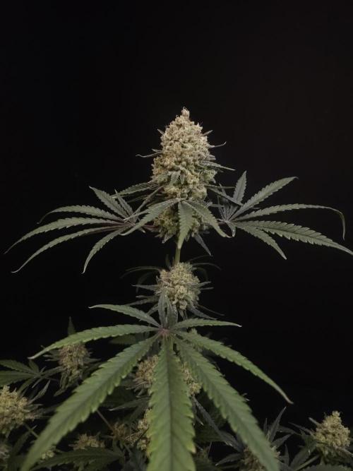 Sweet & Sour 2. Week 7