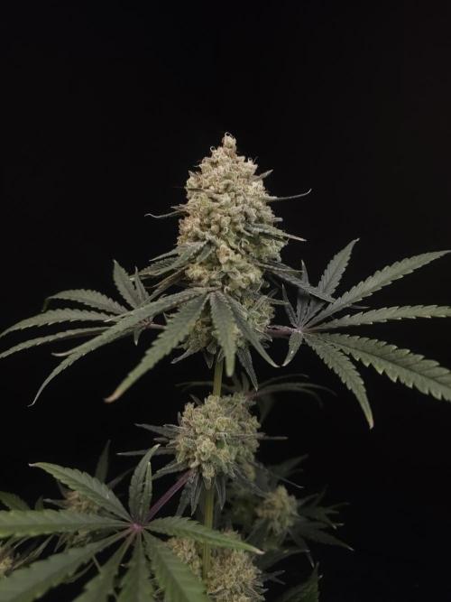 Sweet & Sour 2. Week 7