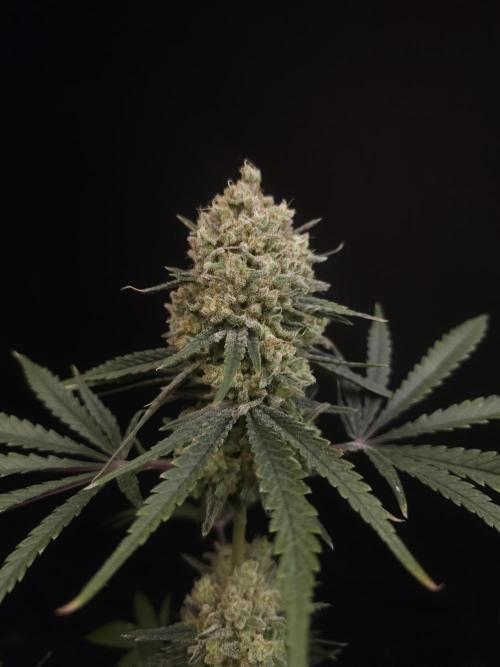 Sweet & Sour 2. Week 7