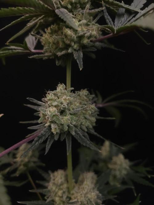 Sweet & Sour 2. Week 7