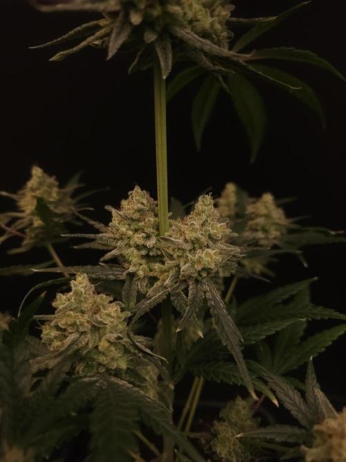 Sweet & Sour 2. Week 7