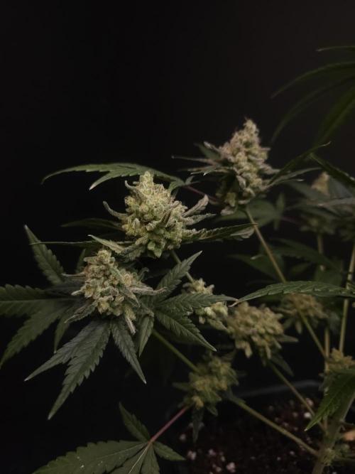 Sweet & Sour 2. Week 7