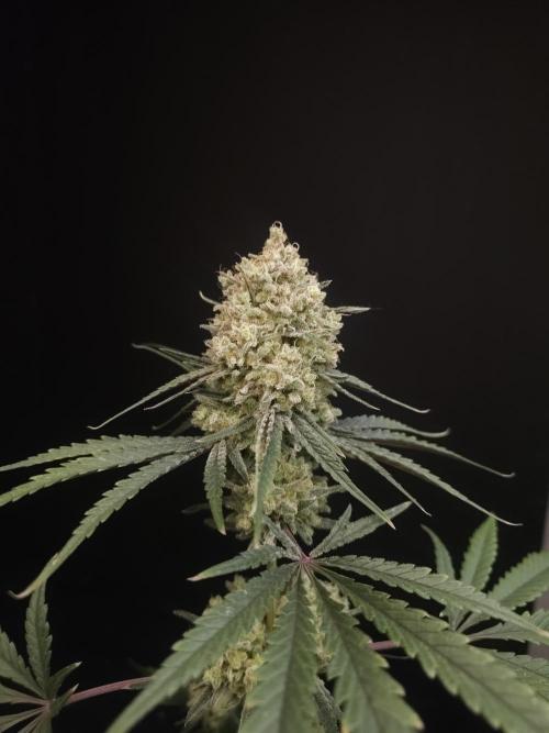 Sweet & Sour 2. Week 7