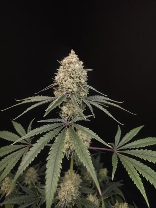 Sweet & Sour 2. Week 7