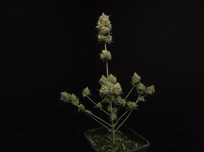 Sweet & Sour 2. Week 8