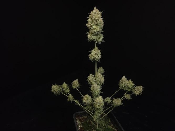 Sweet & Sour 2. Week 8