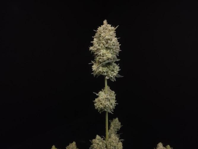 Sweet & Sour 2. Week 8