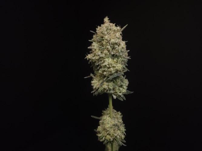 Sweet & Sour 2. Week 8