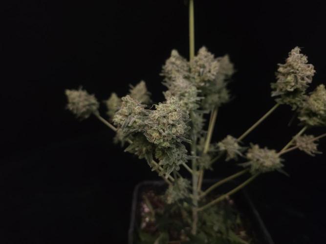 Sweet & Sour 2. Week 8