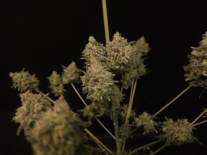 Sweet & Sour 2. Week 8