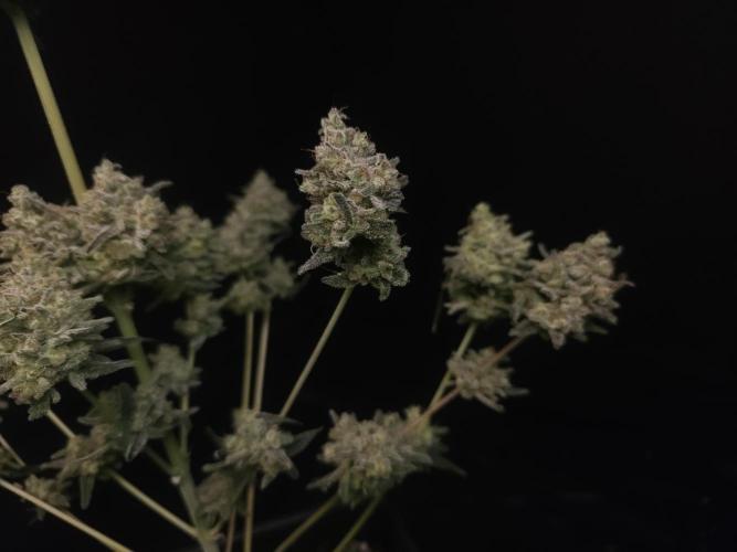 Sweet & Sour 2. Week 8