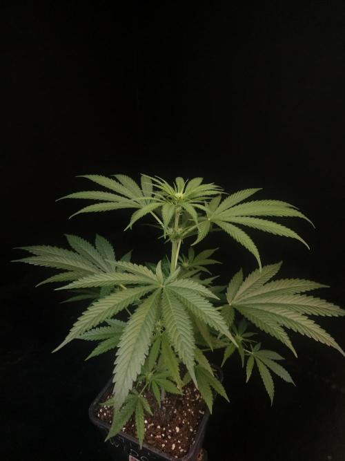 Snow White 2. Week 1