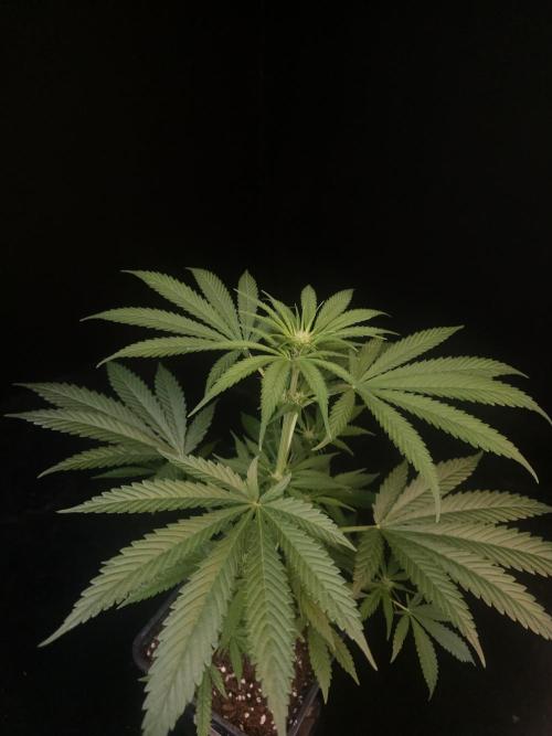 Snow White 2. Week 1